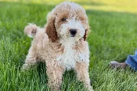 Orvan , a male Goldendoodle for sale in Shipshewana, IN – 3 of 10