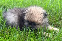 Ursula, a female Pomeranian for sale in Shipshewana, IN – 3 of 6