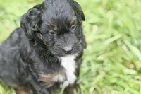 Olivia , a female Bernedoodle for sale in Shipshewana, IN – 3 of 9