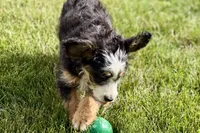 Oaklynn, a female Bernedoodle for sale in Shipshewana, IN – 9 of 9