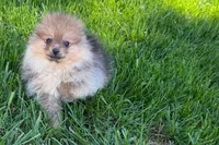 Toby, a male Pomeranian for sale in Shipshewana, IN – 7 of 10