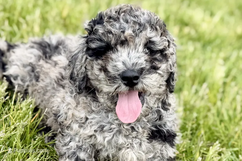 Yukon – Goldendoodle puppy for sale in Shipshewana, IN