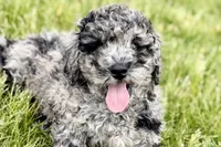 Yukon, a male Goldendoodle for sale in Shipshewana, IN – 1 of 8