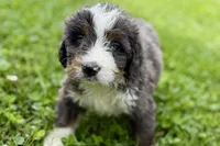Yale , a male Bernese Mountain Dog and Miniature Bernedoodle for sale in Shipshewana, IN – 9 of 9