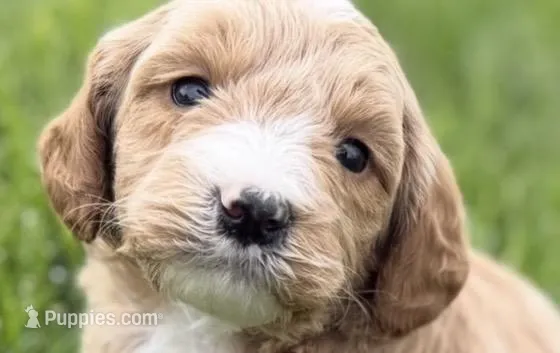 Olin, a male Goldendoodle for sale in Shipshewana, IN – Photo 1 of 1