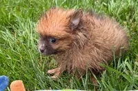 Uma, a female Pomeranian for sale in Shipshewana, IN – 5 of 6
