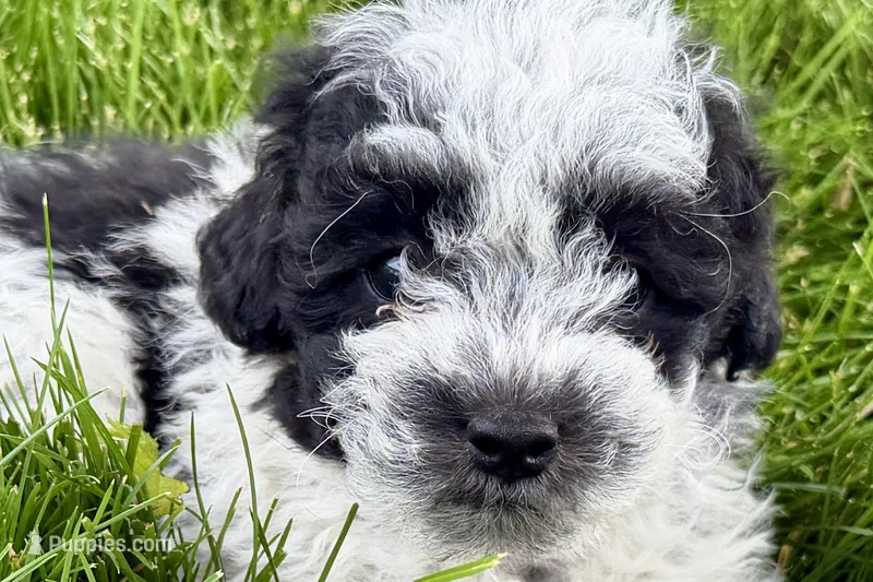 Patch  – Poodle - Miniature  puppy for sale in Shipshewana, IN