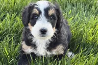Otis , a male Bernedoodle for sale in Shipshewana, IN – 7 of 9
