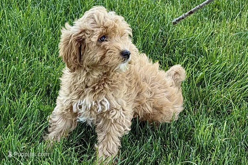 Ozzy – Goldendoodle puppy for sale in Shipshewana, IN