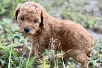 Cassie, a female Poodle - Toy  for sale in Shipshewana, IN – 7 of 9
