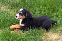 Jen, a female Bernedoodle for sale in Shipshewana, IN – 3 of 9