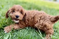 Waldo, a male Miniature Goldendoodle for sale in Shipshewana, IN – 7 of 10