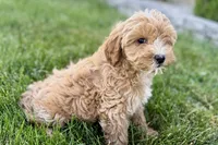 Olive , a female Goldendoodle for sale in Shipshewana, IN – 6 of 9