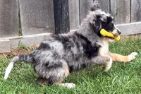 Yeller, a male Miniature Bernedoodle for sale in Shipshewana, IN – 2 of 10