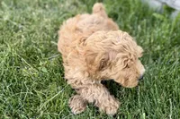 Ozzy, a male Goldendoodle for sale in Shipshewana, IN – 2 of 8