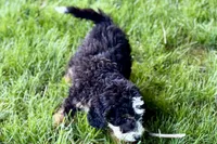 Ollie, a male Bernedoodle for sale in Shipshewana, IN – 6 of 10