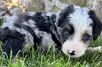 Jimmy, a male Bernedoodle for sale in Shipshewana, IN – 8 of 8