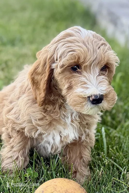 Olin – Goldendoodle puppy for sale in Shipshewana, IN