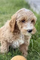 Olin, a male Goldendoodle for sale in Shipshewana, IN – 1 of 7
