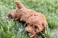 Waldo, a male Miniature Goldendoodle for sale in Shipshewana, IN – 3 of 10