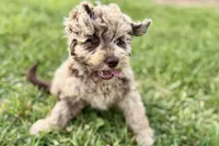 York, a male Goldendoodle for sale in Shipshewana, IN – 7 of 10