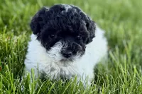 Poppy , a female Poodle - Miniature  for sale in Shipshewana, IN – 6 of 9