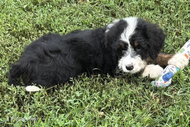 Yvette – Miniature Bernedoodle puppy for sale in Shipshewana, IN
