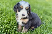 Opal, a female Bernedoodle for sale in Shipshewana, IN – 8 of 9