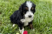 York, a male Bernese Mountain Dog and Miniature Bernedoodle for sale in Shipshewana, IN – 3 of 9