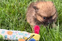 Tina , a female Pomeranian for sale in Shipshewana, IN – 5 of 6