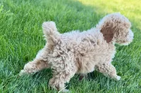 Orvan , a male Goldendoodle for sale in Shipshewana, IN – 10 of 10