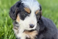 Opal, a female Bernedoodle for sale in Shipshewana, IN – 4 of 9