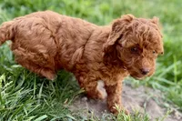 Waverly, a female Miniature Goldendoodle for sale in Shipshewana, IN – 3 of 10