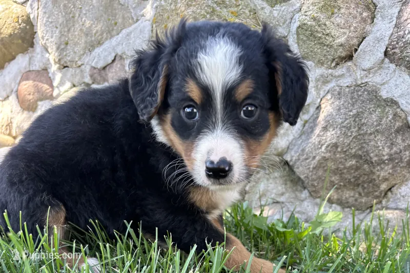 Jen – Bernedoodle puppy for sale in Shipshewana, IN