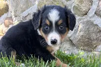 Jen, a female Bernedoodle for sale in Shipshewana, IN – 1 of 5
