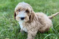 Olin, a male Goldendoodle for sale in Shipshewana, IN – 7 of 7