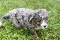 Yola, a female Bernese Mountain Dog and Miniature Bernedoodle for sale in Shipshewana, IN – 2 of 10