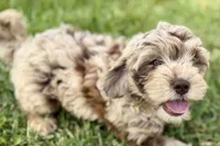 Yoshi, a male Goldendoodle for sale in Shipshewana, IN – 4 of 9