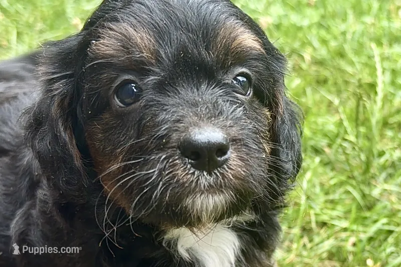 Ordin – Bernedoodle puppy for sale in Shipshewana, IN