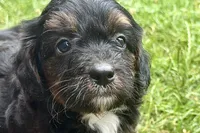 Ordin, a male Bernedoodle for sale in Shipshewana, IN – 1 of 9