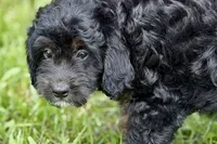 Olivia , a female Miniature Bernedoodle for sale in Shipshewana, IN – 3 of 9
