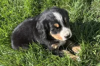 Heaven, a male Bernese Mountain Dog for sale in Shipshewana, IN – 6 of 6