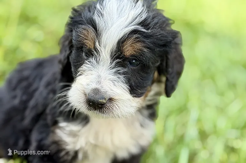 York – Miniature Bernedoodle puppy for sale in Shipshewana, IN