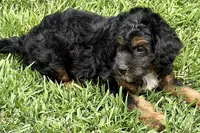 Odin, a male Miniature Bernedoodle for sale in Shipshewana, IN – 6 of 10