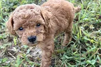 Cassie, a female Poodle - Toy  for sale in Shipshewana, IN – 4 of 9