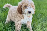 Orvan , a male Goldendoodle for sale in Shipshewana, IN – 6 of 10