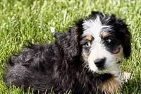 Oaklynn, a female Bernedoodle for sale in Shipshewana, IN – 2 of 9
