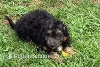 York – Miniature Bernedoodle puppy for sale in Shipshewana, IN