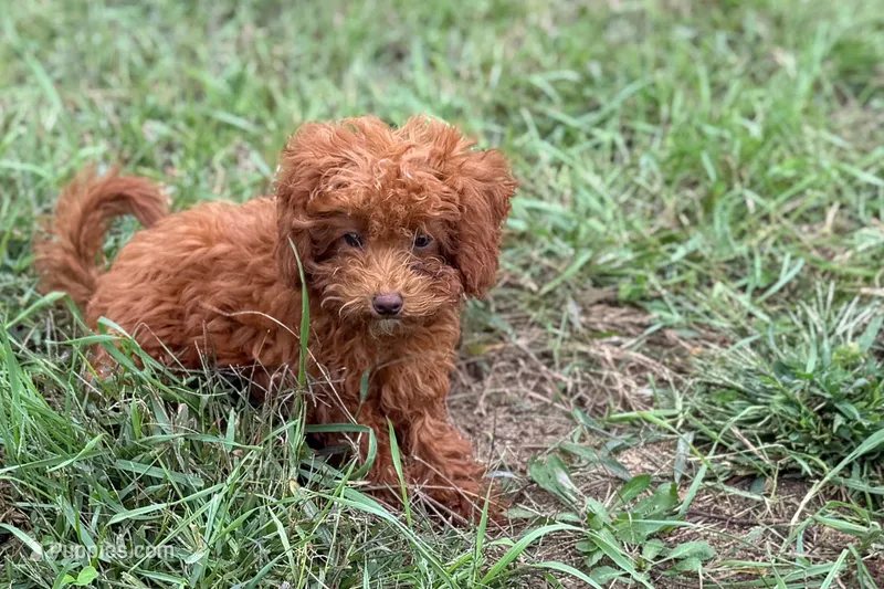 Bree – Poodle - Toy  puppy for sale in Shipshewana, IN