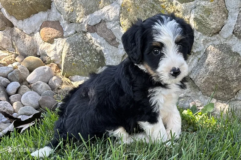 Julia – Bernedoodle puppy for sale in Shipshewana, IN